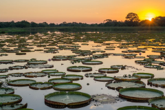 PANTANAL E BONITO