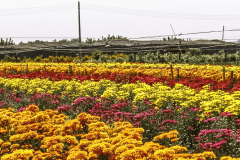 Águas de Lindóia, Expoflora e Poços de Caldas