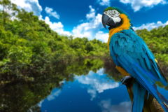 PANTANAL E BONITO 2026